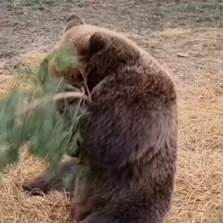🤩