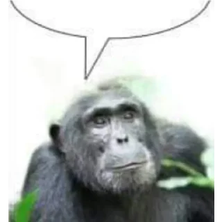 🐵