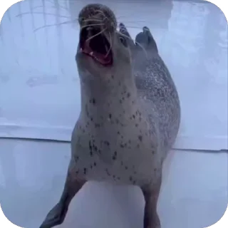 🥳