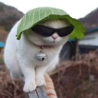 😎
