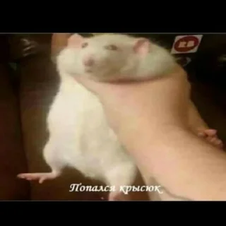 🐭