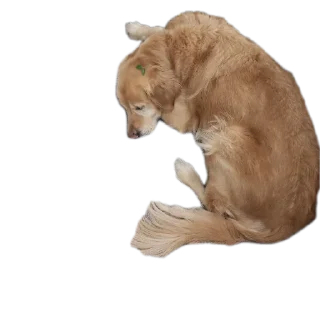 🐶