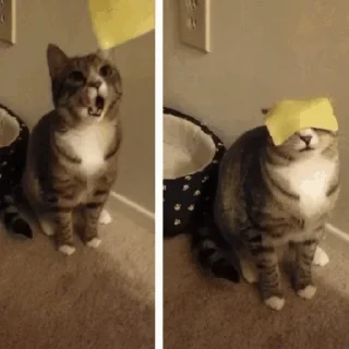 😋