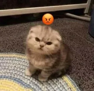🤍