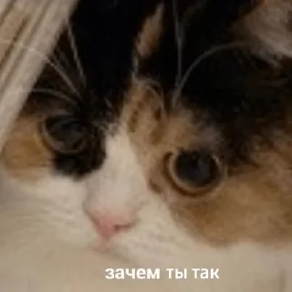 😿