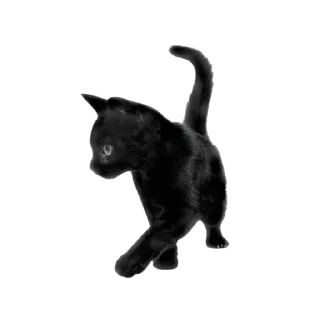 🐈‍⬛