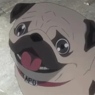 🐶