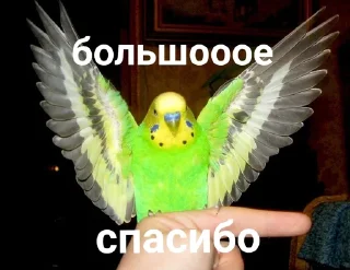 🙏
