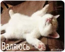 💤