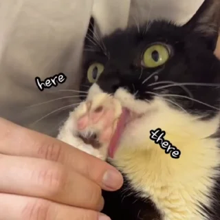 👅