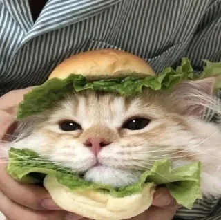 🥪