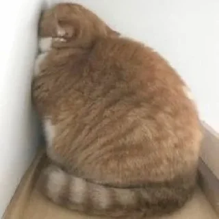 🐈