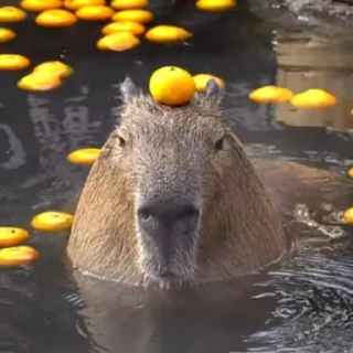 🍊