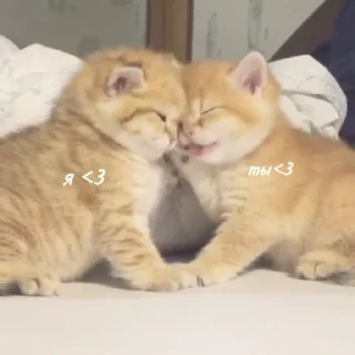 🧡