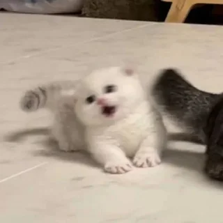 🙀