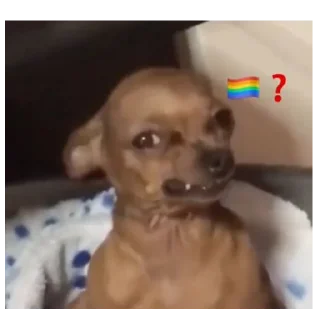 🏳️‍🌈