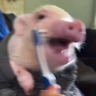 🐽
