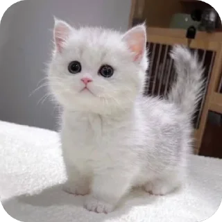 🐱