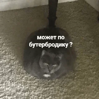 🥪