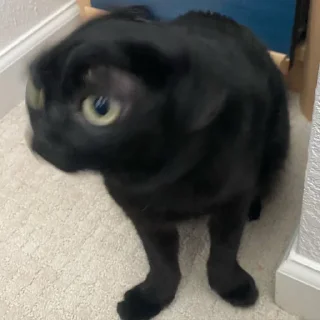 🤪