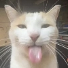 silly kitty