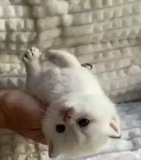 💗