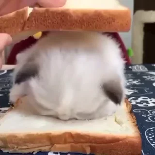 🥪