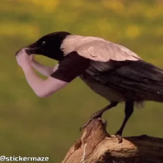 🔭