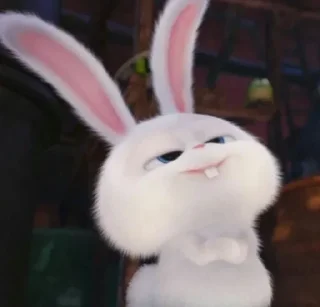 🐰