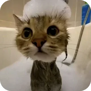 🐱