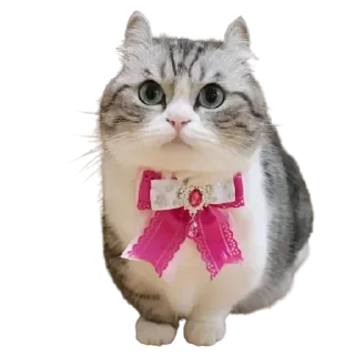 🎀