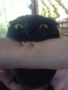Pussy (@gffwweto)