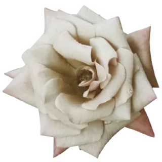🌹