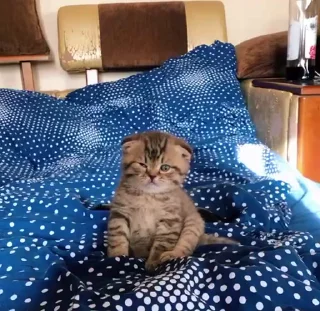 kitties 6 by @norufx