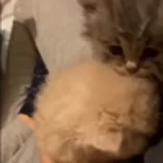 🐈‍⬛