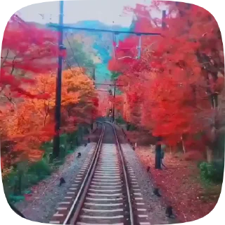 🍁