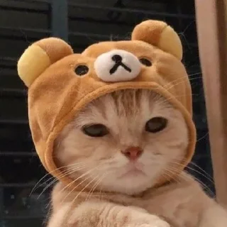 🐈