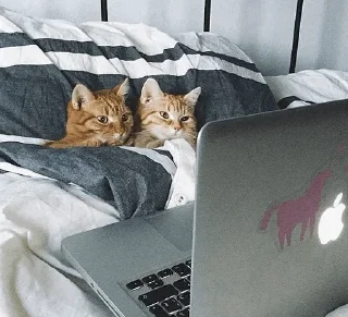 💻