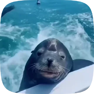 🦭