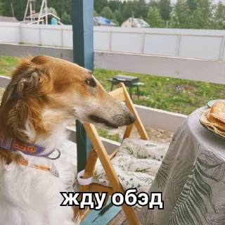 🍽