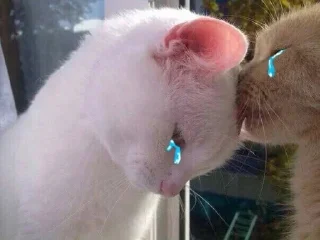 🐱