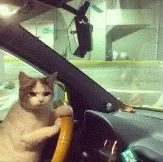 🐈
