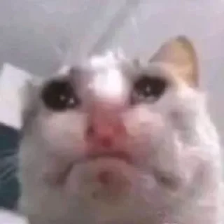 😿