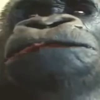 🙉