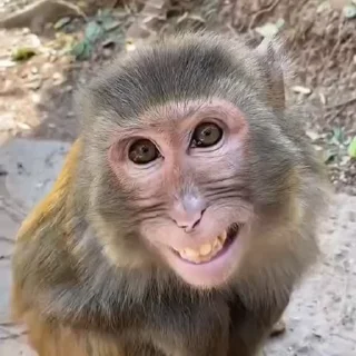 🐵