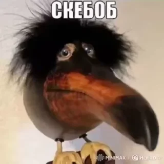🍪