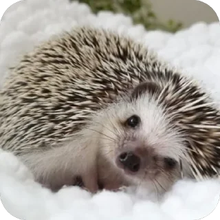 🥰