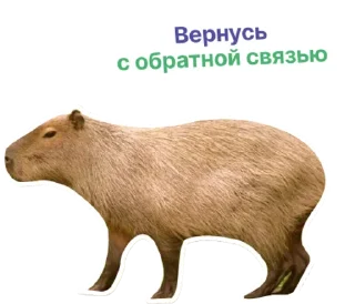 👌