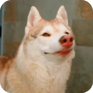 🐶