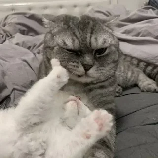 🤍